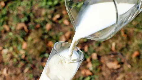Selamat Hari Susu Sedunia, ini Manfaat Susu Sapi - GenPI.co JATIM