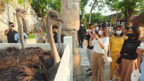 Jember Mini Zoo, Destinasi Baru dari Bekas Kandang Sapi - GenPI.co JATIM
