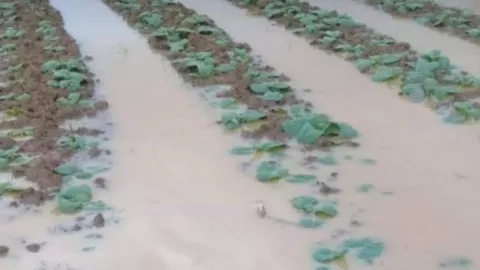 Petani Tembakau di Pamekasan Merugi, 10 Hektar Lahan Kebanjiran - GenPI.co JATIM