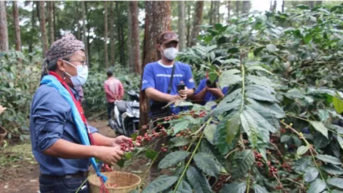 Kopiraisa.com, Tempat Mencari Kopi Raung-Ijen Bondowoso - GenPI.co JATIM