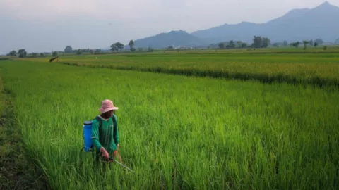 DKPP Kediri Anjurkan Petani Gunakan Cara Lama Basmi Wereng - GenPI.co JATIM