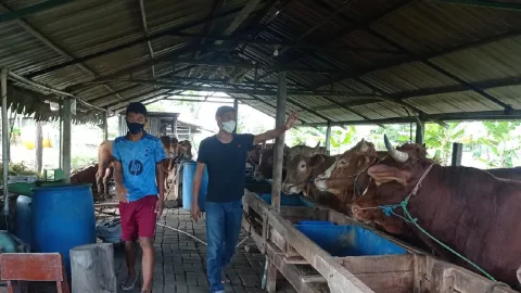 Asa Swasembada Daging Sapi di Tengah Kota Metropolitan Surabaya - GenPI.co JATIM