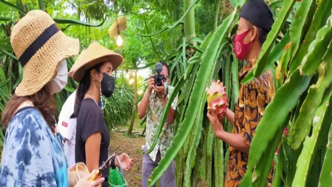 Petani Buah Naga di Banyuwangi Rasakan Manfaat Puting Sinaga - GenPI.co JATIM