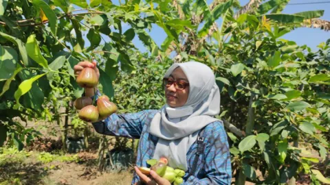 Budi Daya Jambu Air Jadi Primadona, Omzetnya Wow! - GenPI.co JATIM