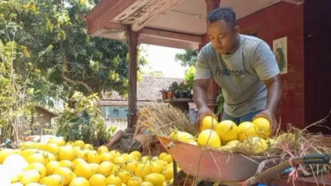 Petani Melon Emas Panen, Omzetnya, Hamdalah - GenPI.co JATIM