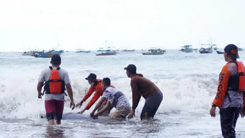 Air Pasang Sesatkan Paus dan Lumba-lumba ke Pesisir Tulungagung - GenPI.co JATIM