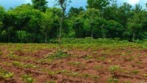 Petani di Sumenep Mulai Tanam Porang, Lahan Siap! - GenPI.co JATIM