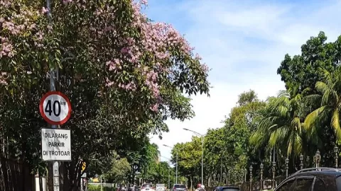 Tabebuya Bermekaran Lagi, Ubah Wajah Kota Surabaya jadi Berwarna - GenPI.co JATIM