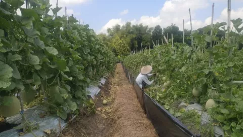 Petani Melon di Bojonegoro Sumringah, Hamdalah - GenPI.co JATIM