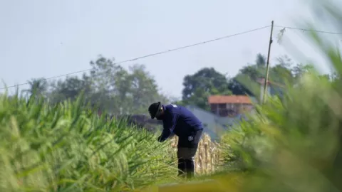 Petani Situbondo Senang Bukan Main, Ternyata ini Sebabnya - GenPI.co JATIM