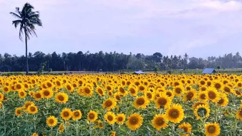 Viral Kebun Bunga Matahari di Banyuwangi, Ternyata Ada di Sini - GenPI.co JATIM