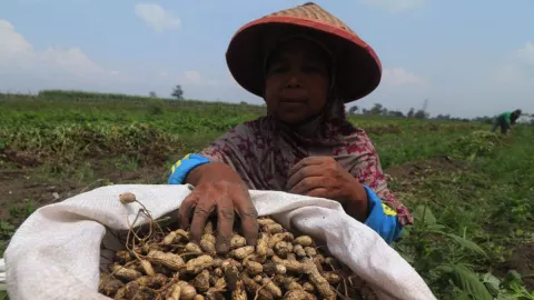 Petani Kediri Pilih Tanam Kacang Tanah, ini Alasannya - GenPI.co JATIM