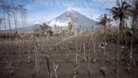 Erupsi Gunung Semeru Lahan Perhutani Rusak, Kopi Paling Serius - GenPI.co JATIM