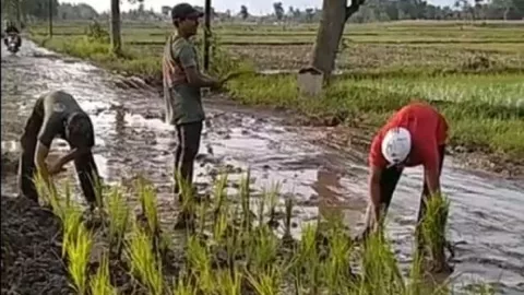 Viral Warga di Jember Tanam Padi dan Pohon Pisang di Jalan - GenPI.co JATIM