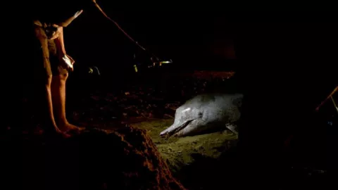 Polisi Dalami Video Diduga Tangkap Lumba-Lumba di Pacitan - GenPI.co JATIM