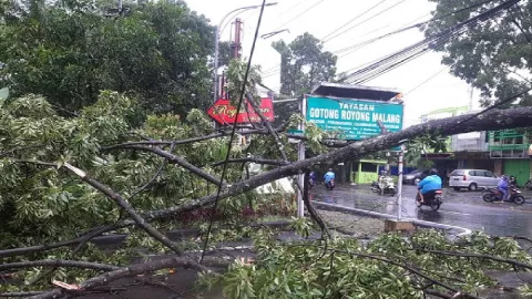 Malang Hujan Deras dan Angin, Pohon-Pohon Tumbang - GenPI.co JATIM