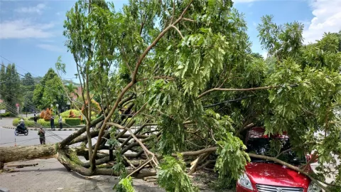 Angin Kencang Tumbangkan Pohon di Kota Malang, Timpa 1 Mobil - GenPI.co JATIM