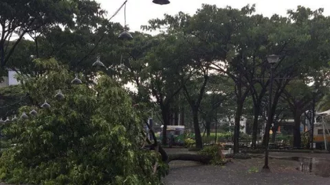 Surabaya Diguyur Hujan Deras Disertai Angin, 13 Pohon Tumbang - GenPI.co JATIM