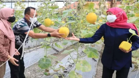 Inovasi Melon Berbentuk Unik, Khofifah Beri Jempol - GenPI.co JATIM