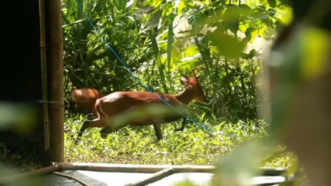 Populasi Kijang di Taman Nasional Meru Jember Bertambah 12 Ekor - GenPI.co JATIM