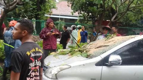 2 Kendaraan Ringsek Tertimpa Pohon, Begini Kondisi Pengendara - GenPI.co JATIM