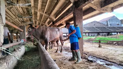 Lalu Lintas Ternak dan Hewan Kurban di Kota Surabaya Diperketat - GenPI.co JATIM