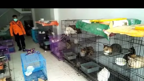 Duh, Ratusan Kucing di Surabaya Dibiarkan Terlantar dalam Ruko - GenPI.co JATIM