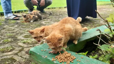 Relokasi Kucing Tak Efektif, Kata Stray Cat Defender Malang - GenPI.co JATIM