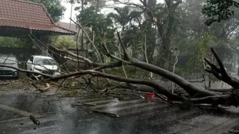Hujan Disertai Angin di Kota Malang, Sejumlah Pohon Tumbang - GenPI.co JATIM