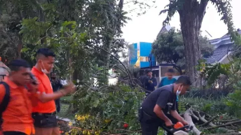 Hujan Deras, 4 Pohon Tumbang di Surabaya Menutup Jalan - GenPI.co JATIM