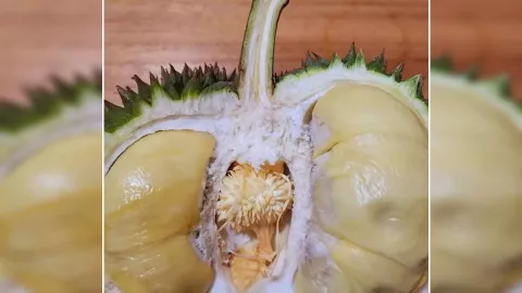 Khofifah Kenalkan Durian Kembang Lumajang, Punya Rasa yang Khas - GenPI.co JATIM