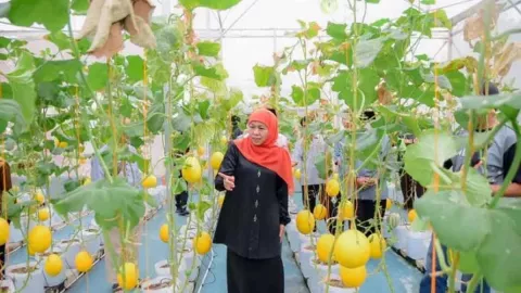 3 Varietas Melon Ditanam di Masjid Al Akbar, Khofifah: Inovasi Kreatif - GenPI.co JATIM