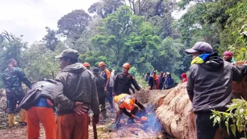 Pohon 17 Meter Tumbang di Lereng Semeru, Buat Macet 4 Kilometer - GenPI.co JATIM
