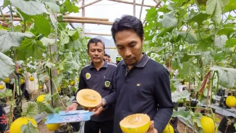 Melon Kinanti Lebih Mahal, Petani di Madiun Siap-Siap Kebanjiran Cuan - GenPI.co JATIM