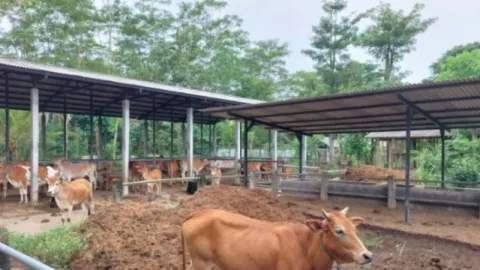 48 Ekor Hewan Ternak di Trenggalek Dilelang, Segera Borong, Waktu Terbatas - GenPI.co JATIM