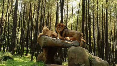 Viral! ini Penjelasan Taman Safari Soal Singa Seruduk Mobil Pengunjung - GenPI.co JATIM