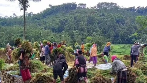 Biaya Produksi Semakin Tinggi, Petani Jember Minta HPP Direvisi - GenPI.co JATIM