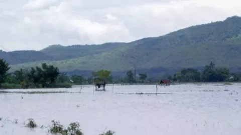 Ratusan Hektare Sawah di Situbondo Terendam Banjir, Petani Rugi Jutaan Rupiah - GenPI.co JATIM