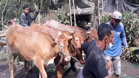 Erupsi Gunung Semeru, Warga Selamatkan Hewan Ternak - GenPI.co JATIM