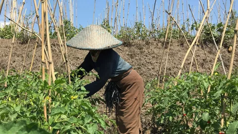 Petani Jeruk Kota Batu Naik Kelas, Keren! - GenPI.co JATIM