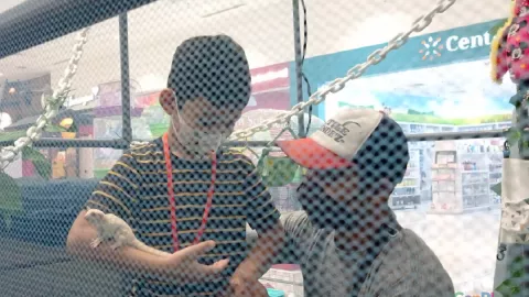 Pet Alley Surabaya Ajak Anak-Anak Berkenalan dengan Sugar Glider - GenPI.co JATIM