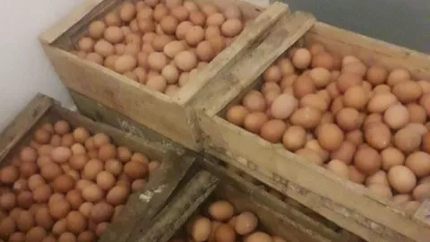 Harga Telur di Surabaya Mulai Naik, Pemkot Beber Penyebabnya - GenPI.co JATIM