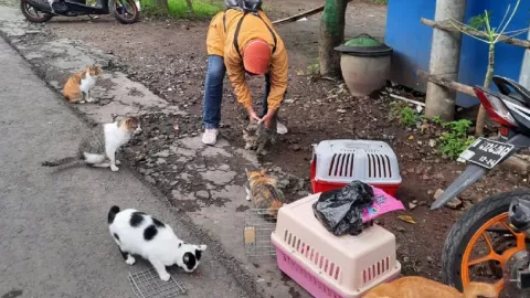 Stray Cats Defender Beri Tips Membeli Kucing di Pasar Hewan - GenPI.co JATIM