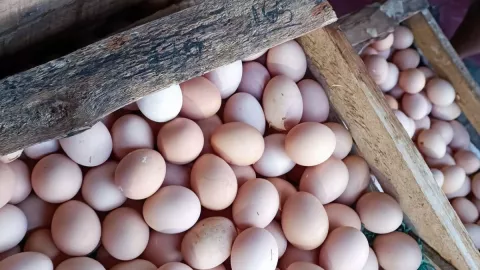 Sudah 3 Bulan Harga Telur Ayam Naik Turun, Sekarang jadi Sebegini - GenPI.co JATIM