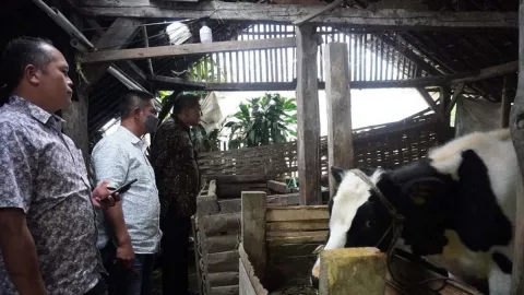 Duh, Vaksinasi PMK di Kota Malang Terhambat Data - GenPI.co JATIM