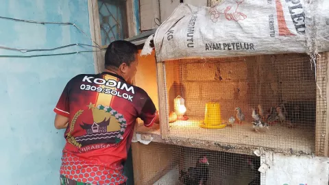 Peternak di Malang Pusing, Harga Pakan Ayam Tak Kunjung Turun - GenPI.co JATIM