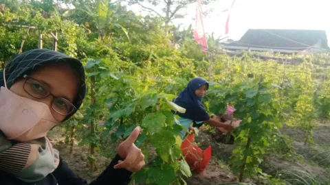 Penuhi Kebutuhan Dapur, Warga Yogyakarta Bikin Kampung Sayur - GenPI.co JOGJA