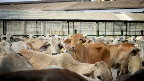 Genjot Populasi, Sapi Lahir Kembar di Sleman Diberi Hadiah - GenPI.co JOGJA