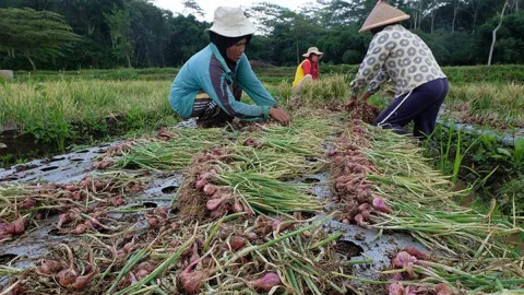 Petani Kulon Progo Raup Untung Banyak dari Bertanam Bawang - GenPI.co JOGJA