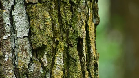 Bukan Kaleng-Kaleng, Ini 6 Manfaat Ekstrak Kulit Kayu Pinus - GenPI.co JOGJA